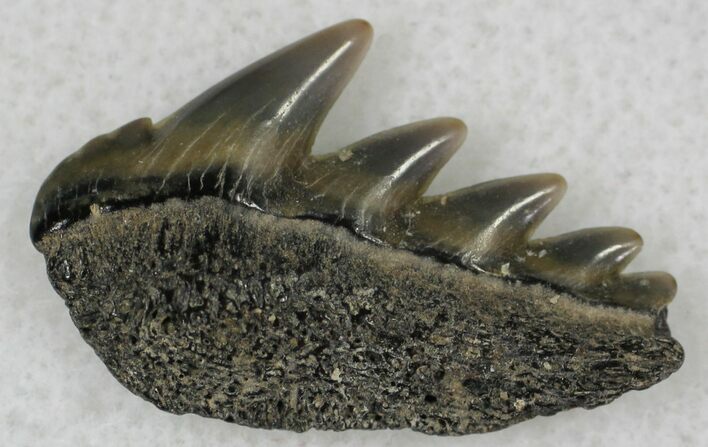 Fossil Cow Shark (Notorynchus) Tooth - Maryland #21319